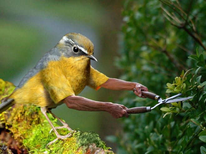Birds look so much cooler with human arms!