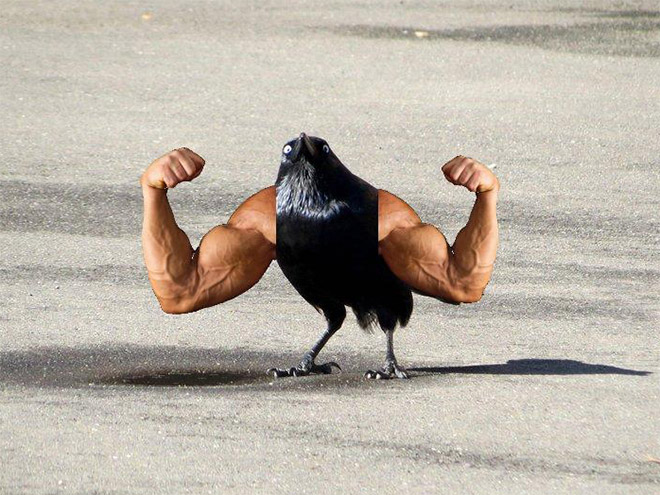 Birds look so much cooler with human arms!