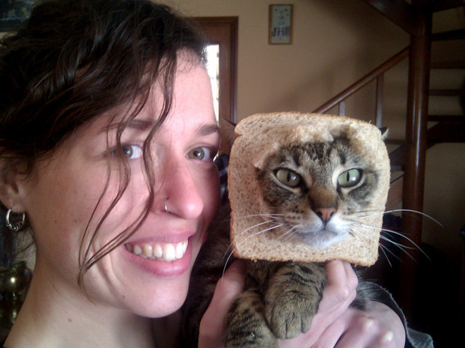 Inbread cat.