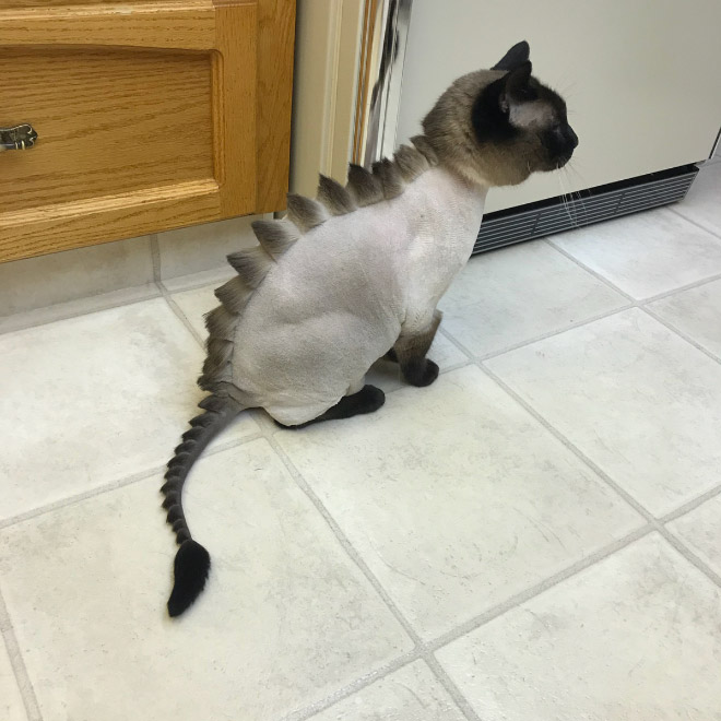 Crazy cat haircut.