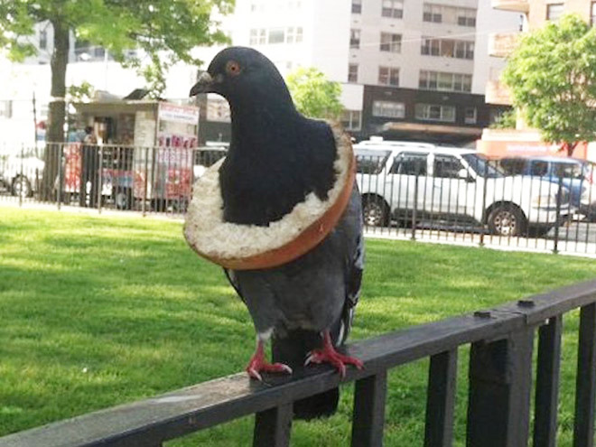 Rich pigeon wearing bread necklace.