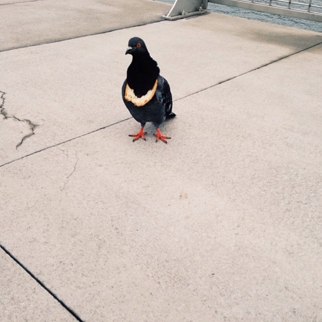 Rich pigeon wearing bread necklace.