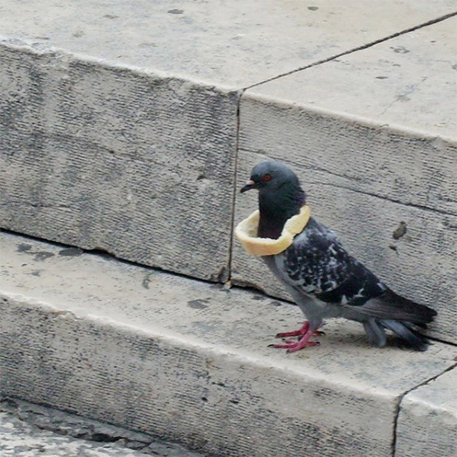 Rich pigeon wearing bread necklace.