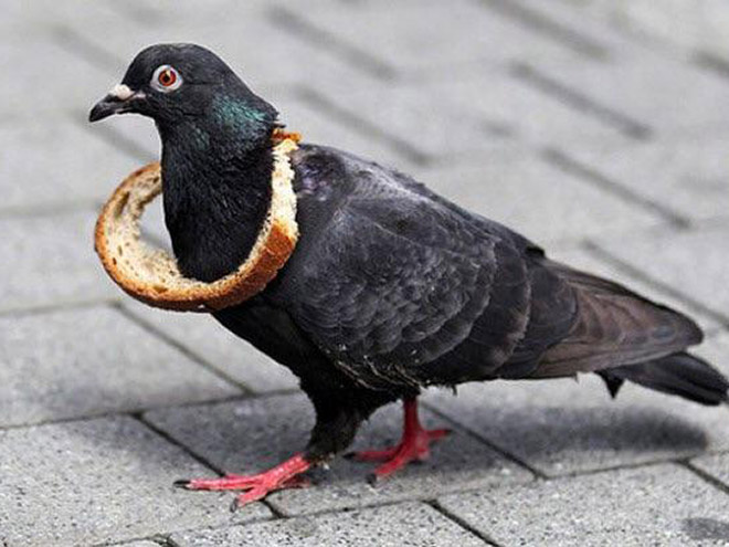 Rich pigeon wearing bread necklace.