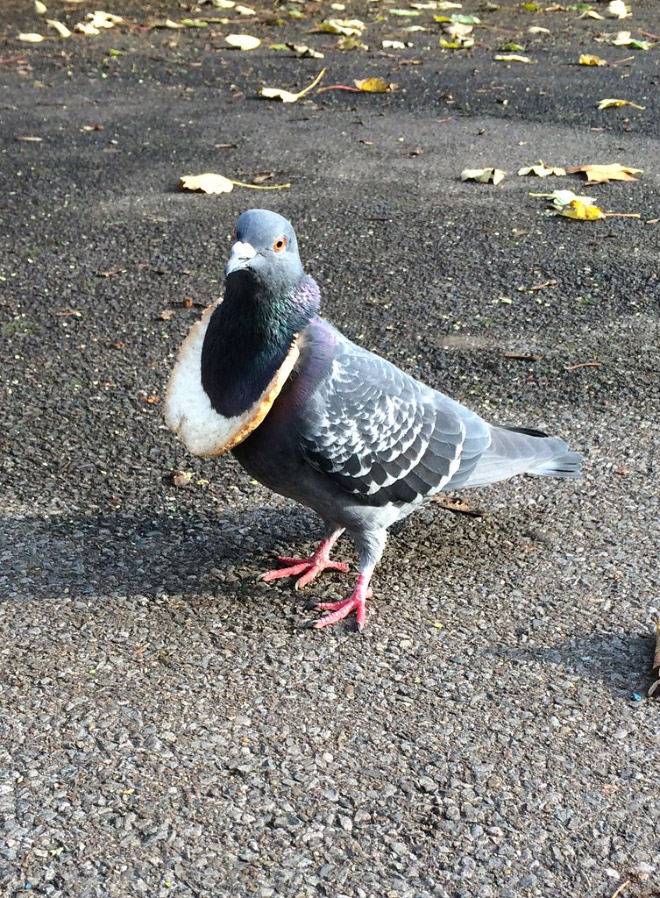 Rich pigeon wearing bread necklace.