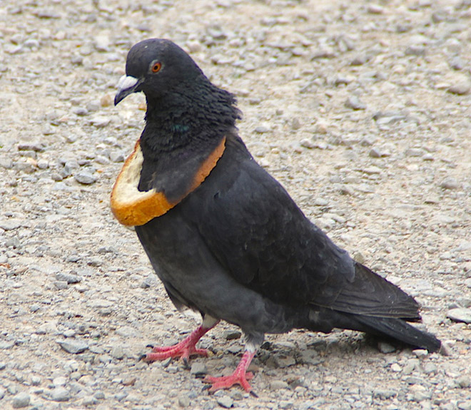 Rich pigeon wearing bread necklace.