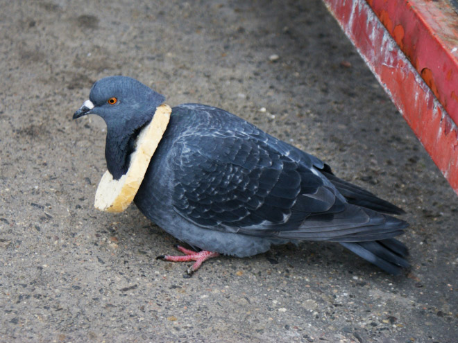 Rich pigeon wearing bread necklace.