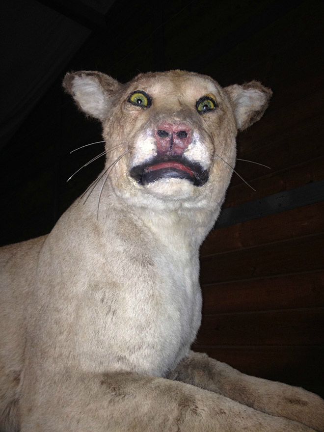 taxidermy funny fails fail gone wrong derpy check terribly hilarious crap
