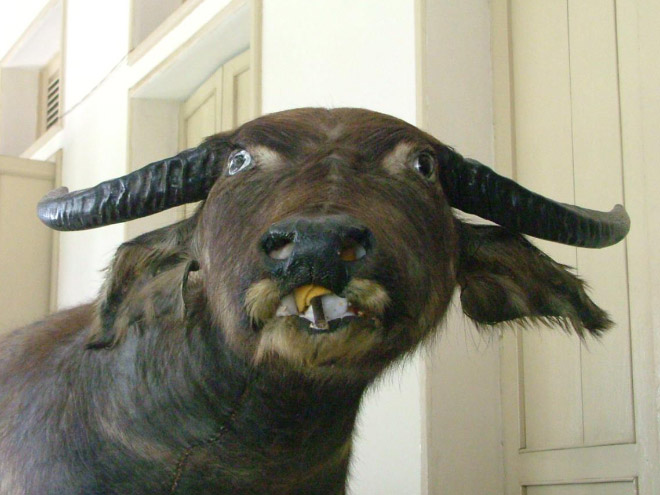 Derpy taxidermy fail.