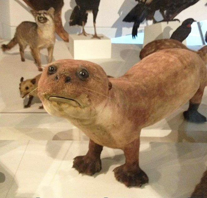 Derpy taxidermy fail.