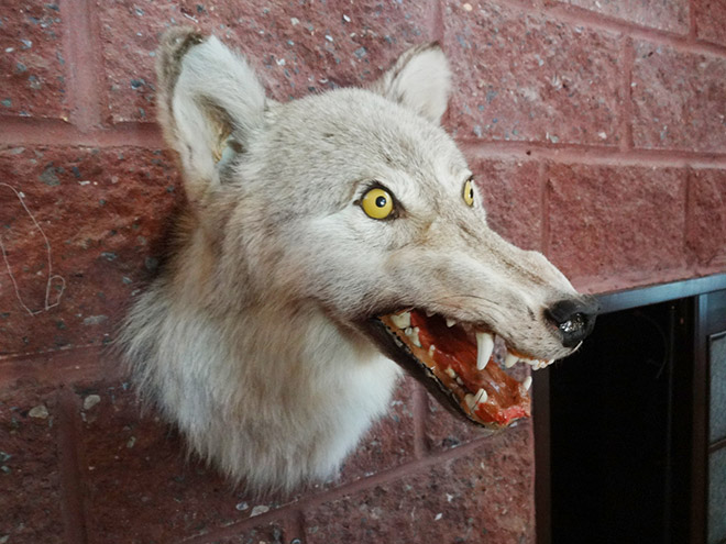 Derpy taxidermy fail.