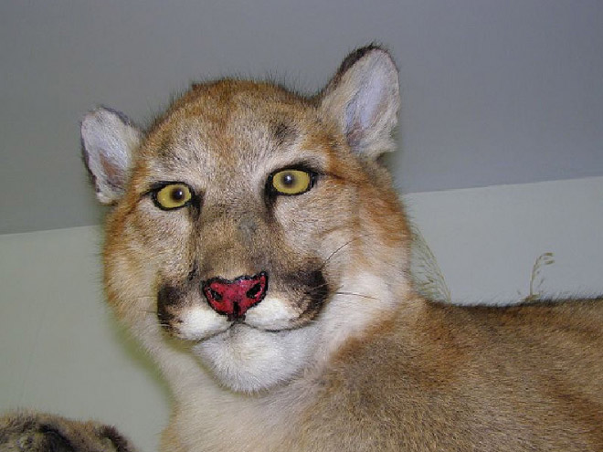 Derpy taxidermy fail.