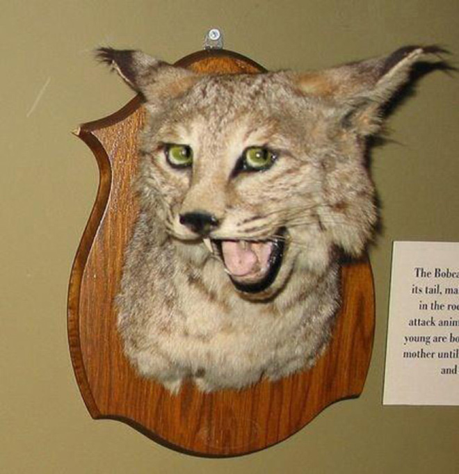 Derpy taxidermy fail.