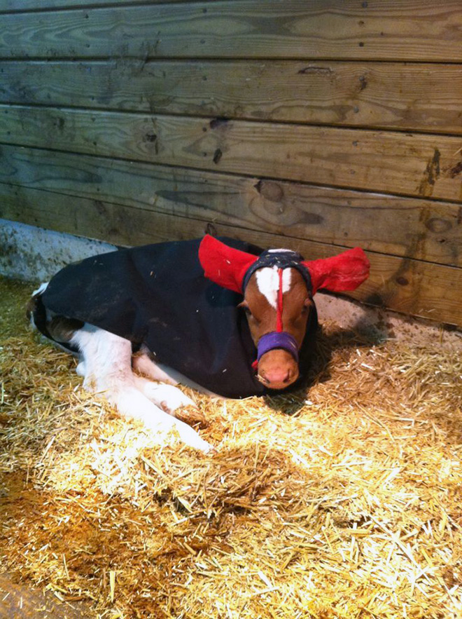 Earmuffs for calves: also called "Moo Muffs".