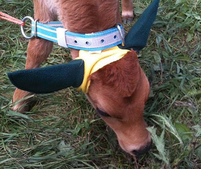 Earmuffs for calves: also called "Moo Muffs".