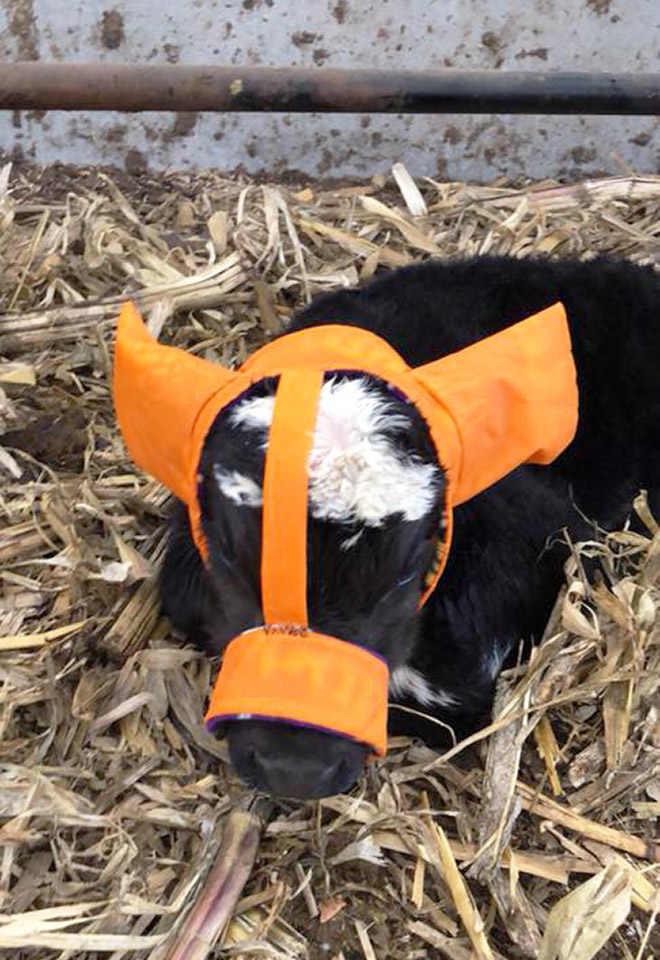 Earmuffs for calves: also called "Moo Muffs".