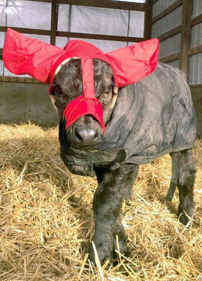 Earmuffs for calves: also called "Moo Muffs".