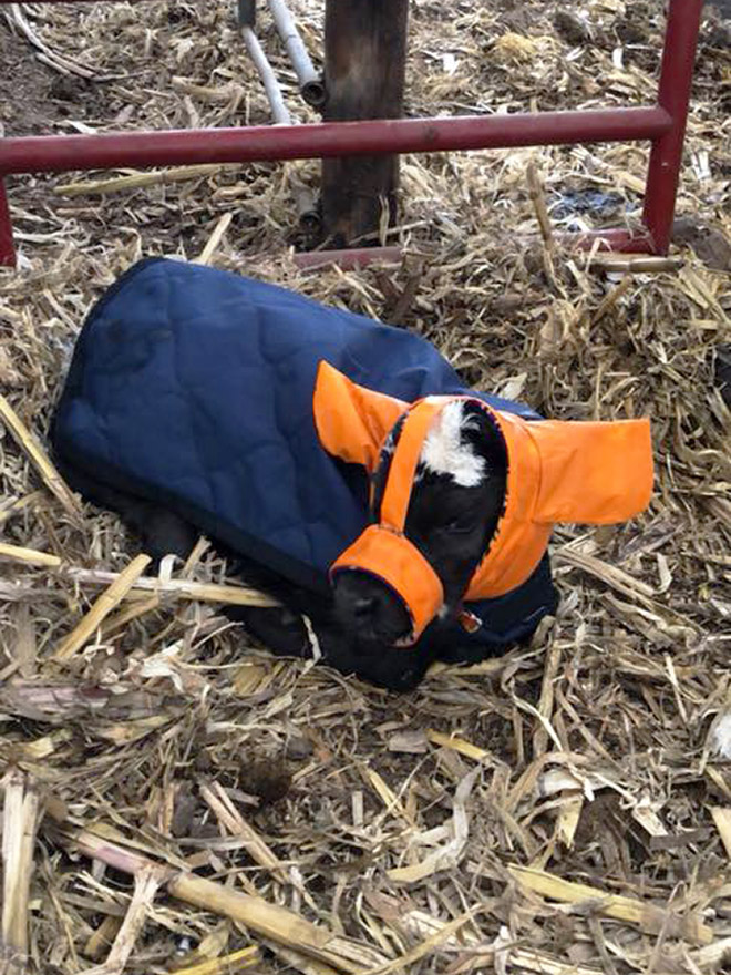 Earmuffs for calves: also called "Moo Muffs".