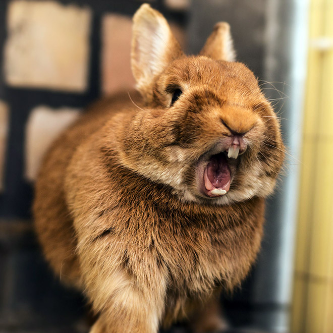 Yawning rabbits are horrifying.