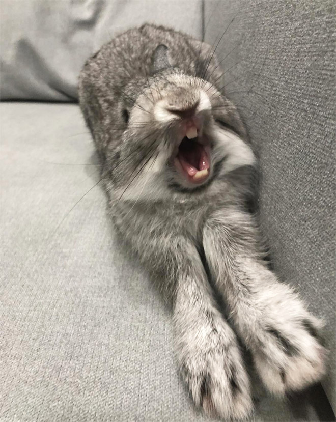 Yawning rabbits are horrifying.