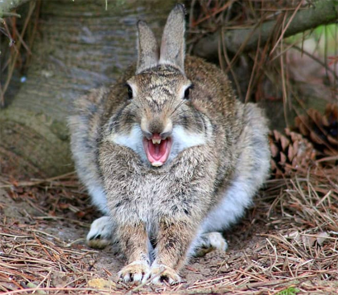 Yawning rabbits are horrifying.