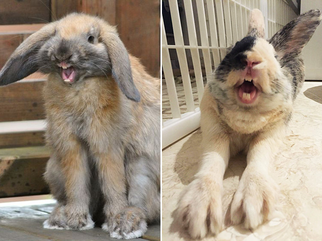 Yawning rabbits are horrifying.