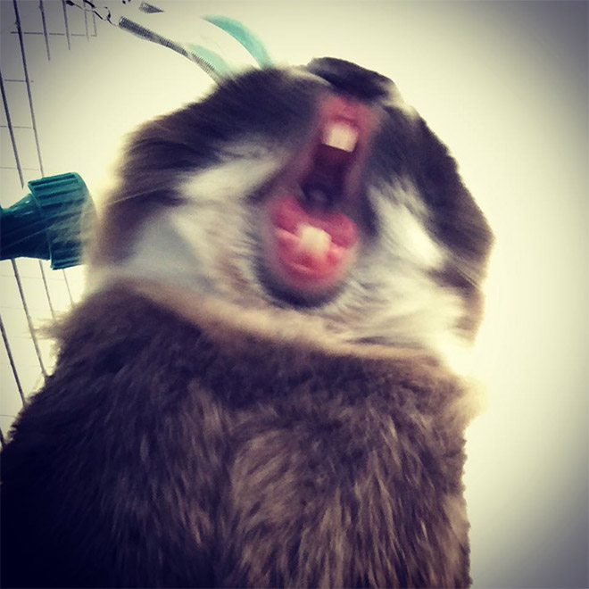 Yawning rabbits are horrifying.