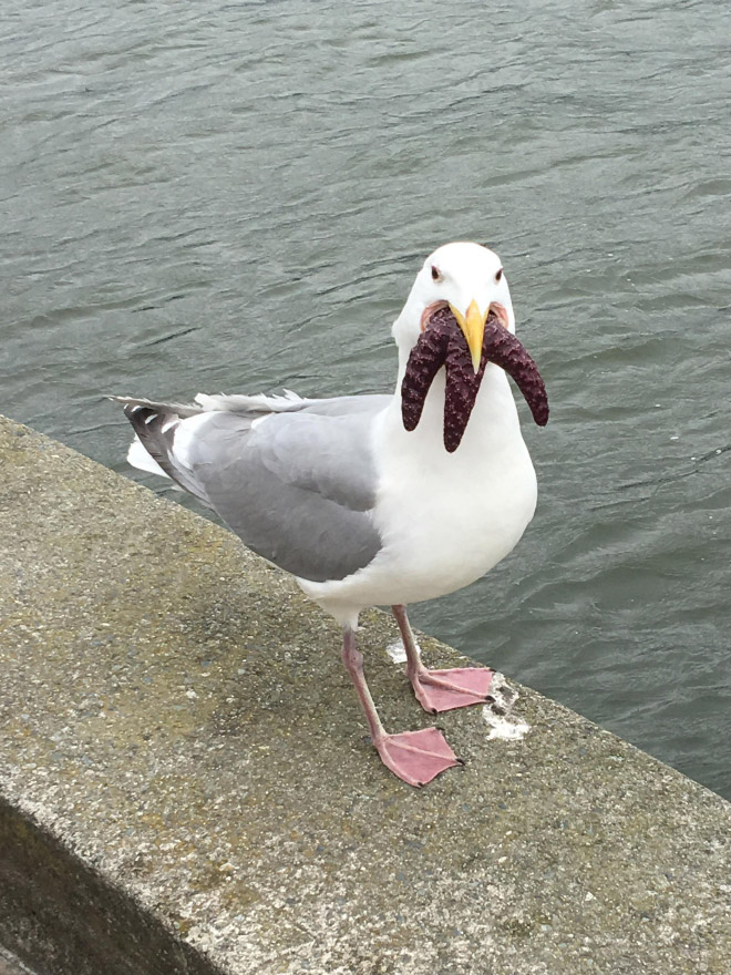 Seagull eating starfish looks really scary!