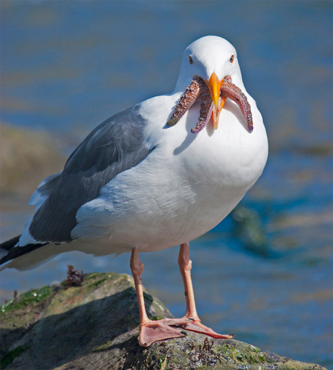 Seagull eating starfish looks really scary!