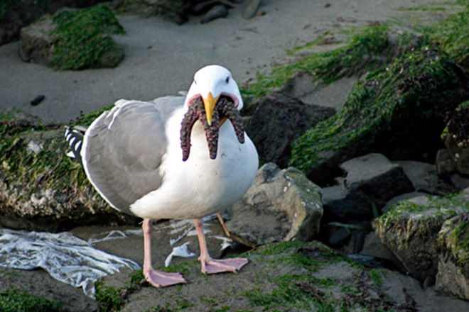 Seagull eating starfish looks really scary!