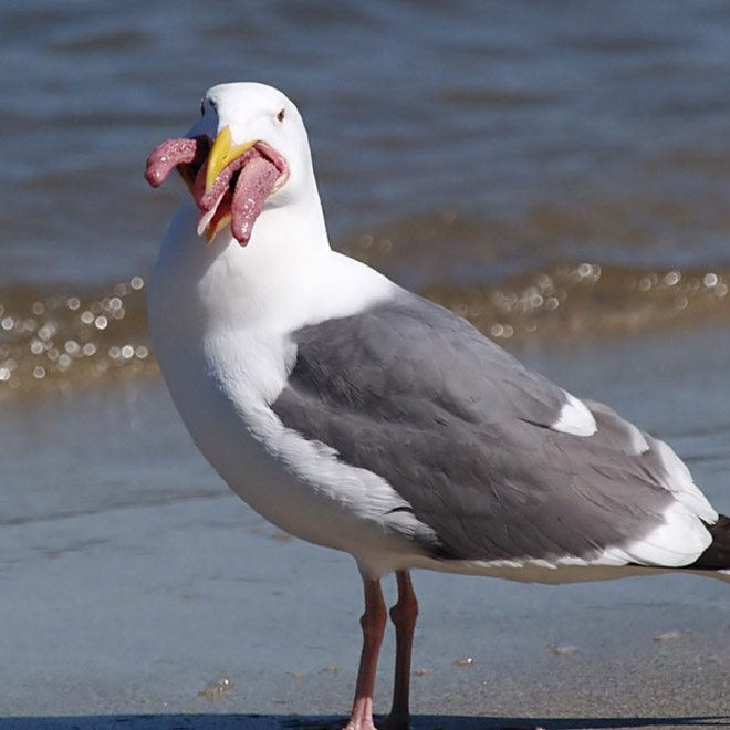 Seagull eating starfish looks really scary!