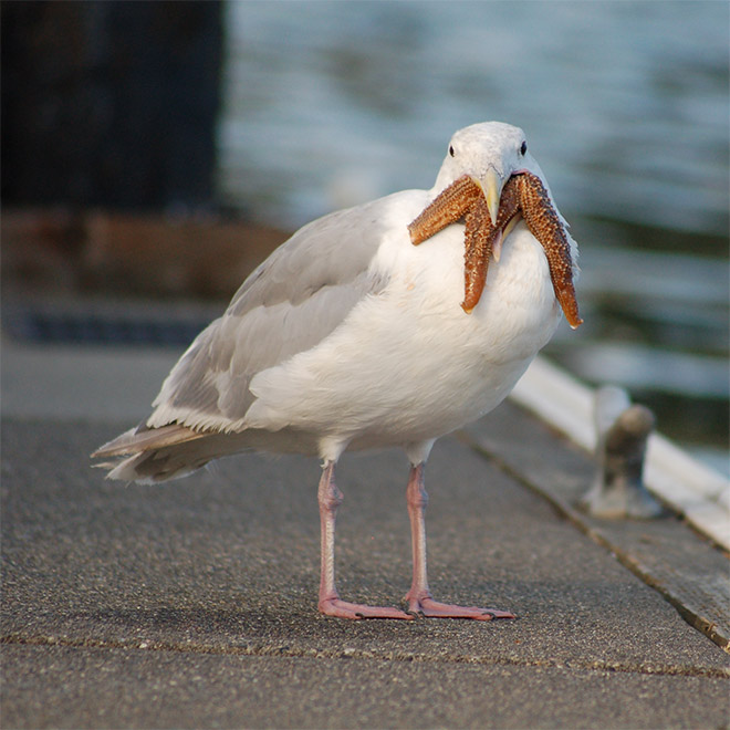 Seagull eating starfish looks really scary!