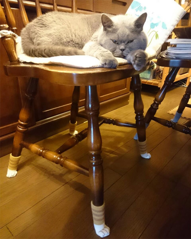 Cat paw chair socks.