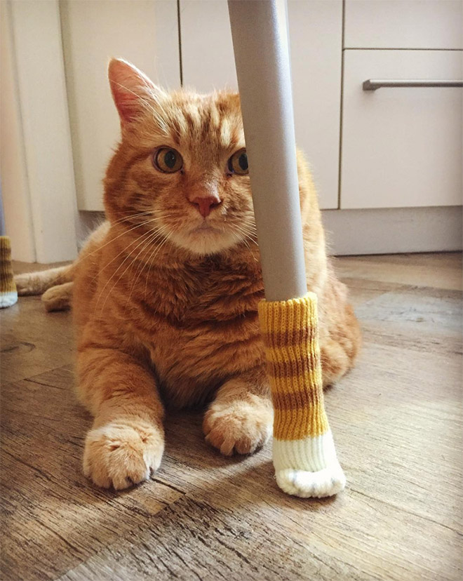 Cat paw chair socks.