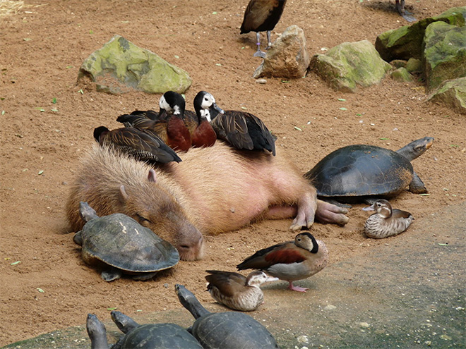 Capybaras are friends with everyone.
