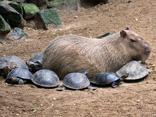 Capybaras are friends with everyone.