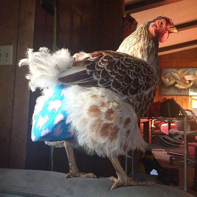 Chicken wearing diapers.