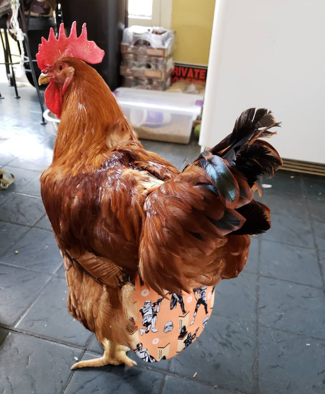 Chicken wearing diapers.