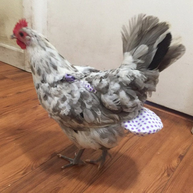 Chicken wearing diapers.