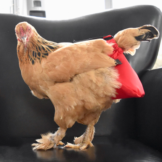 Chicken wearing diapers.