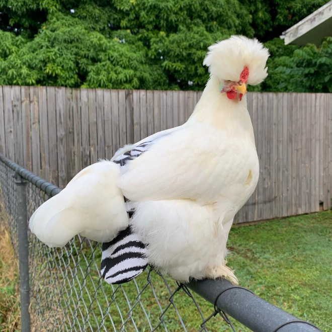 Chicken wearing diapers.