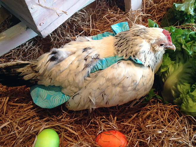 Chicken wearing diapers.