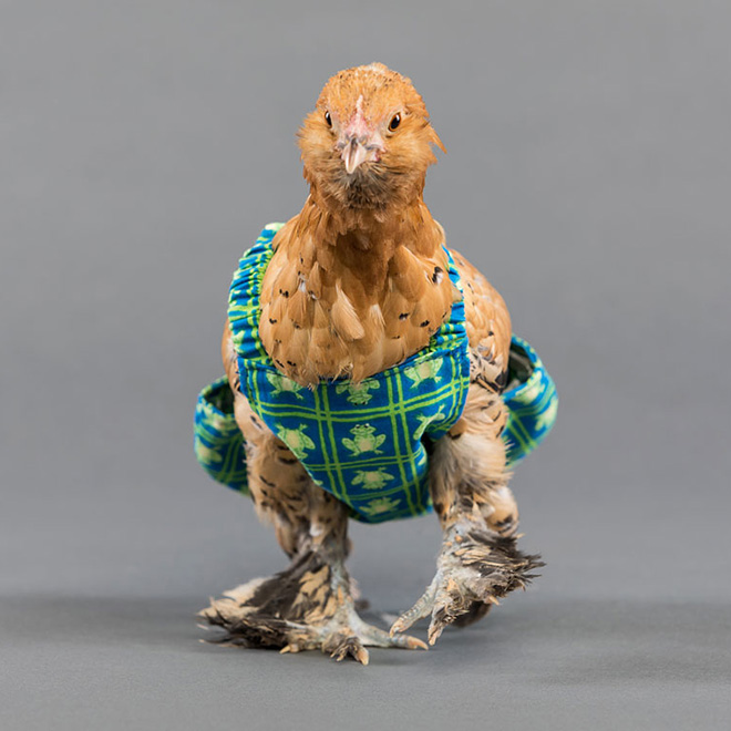 Chicken wearing diapers.