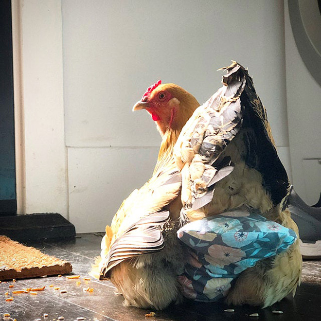 Chicken wearing diapers.