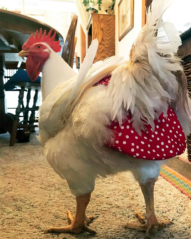 Chicken wearing diapers.