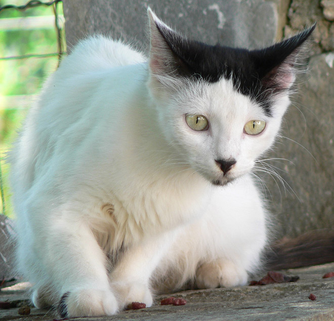 Meet Kitler: cat that look like Hitler.