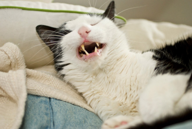 Funny sneezing cat.