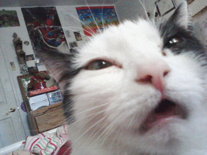 Funny sneezing cat.