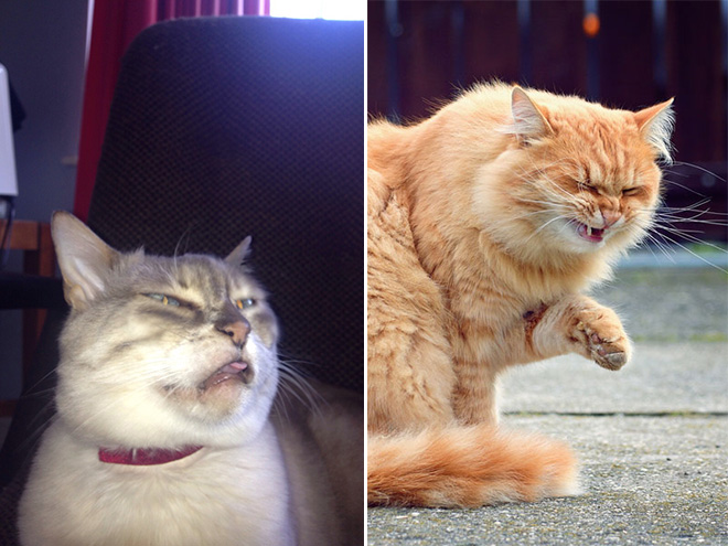 Funny sneezing cat.