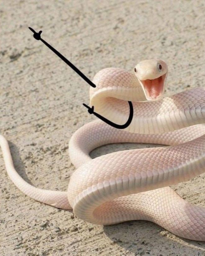 Snake with doodle arms.